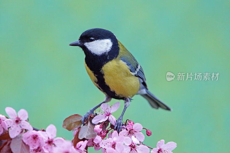 春天的大山雀