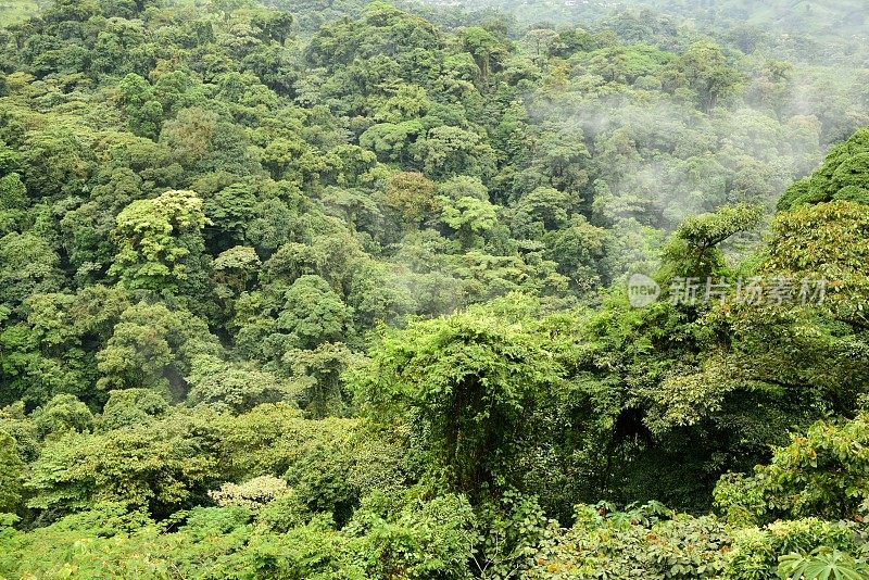 哥斯达黎加的雨林