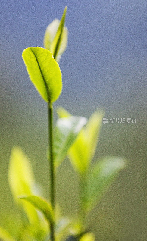 近距离观察印度芒纳种植园的茶叶