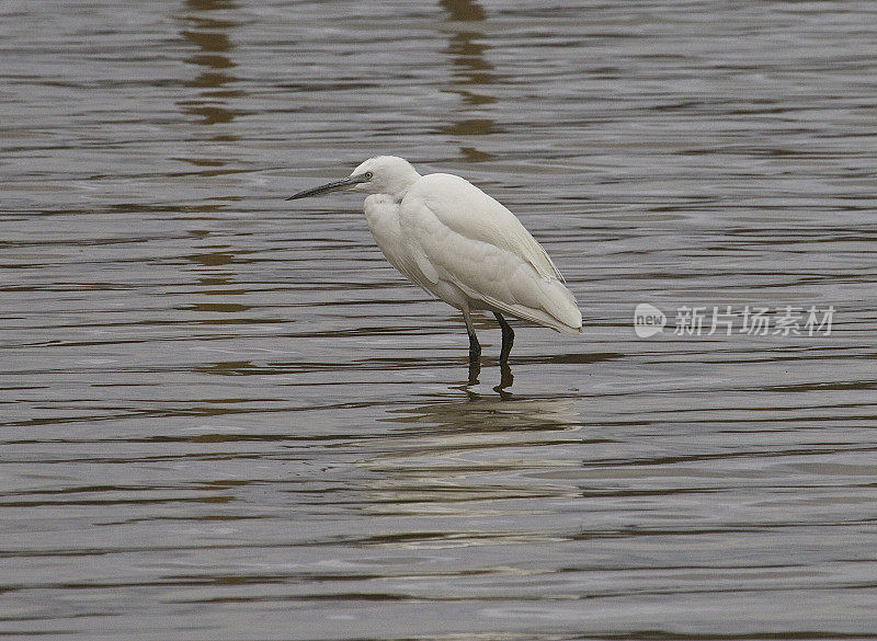 小白鹭