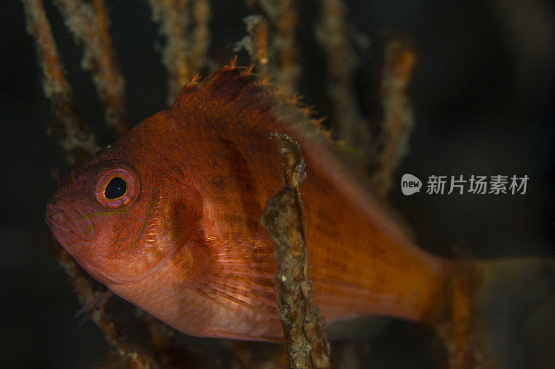 鱼在水族馆游泳的特写镜头