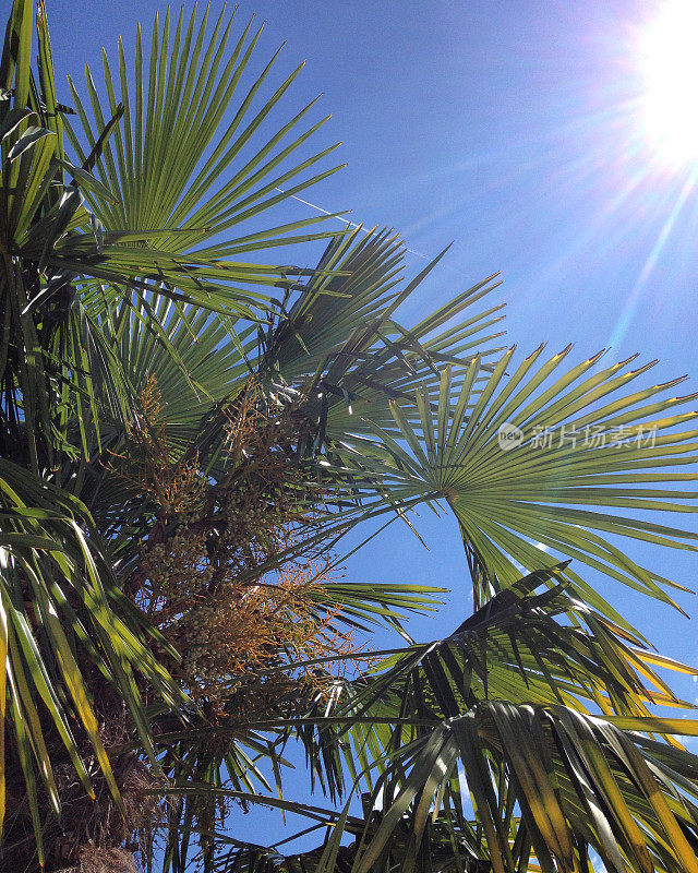 炽热的太阳，蔚蓝的天空，棕榈树的叶子