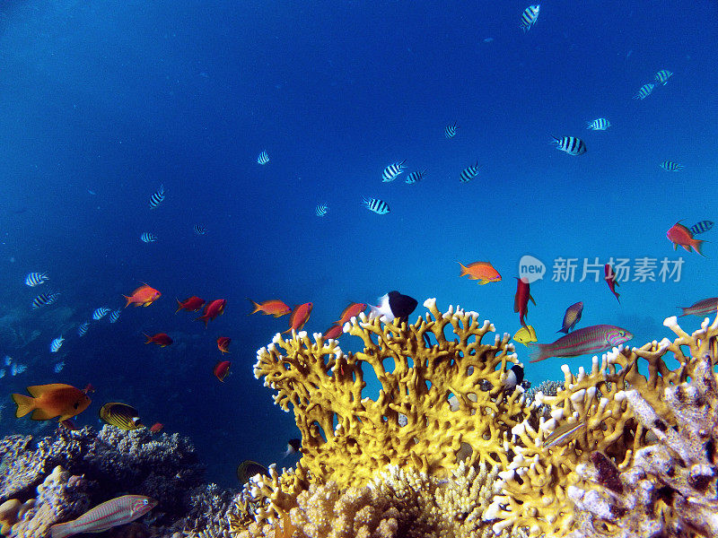 彩色珊瑚礁，红海，埃及