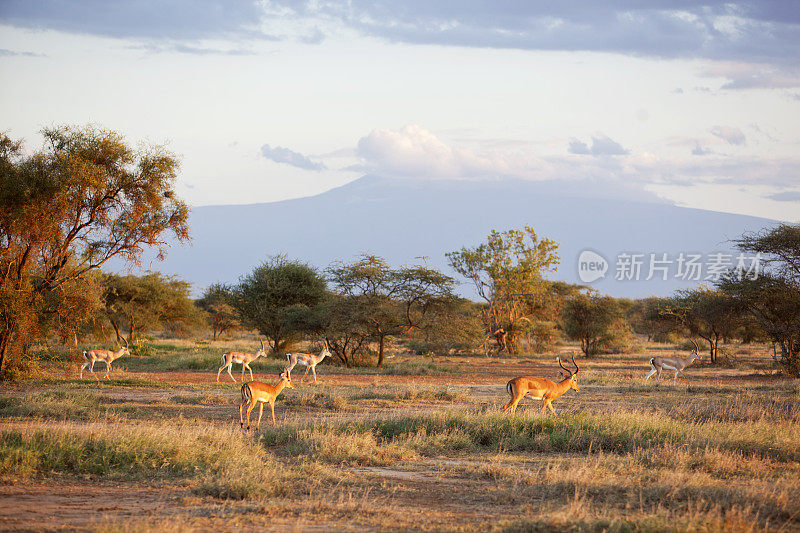 有黑斑羚和格兰特盖瑟尔的非洲景观。乞力马扎罗的背景。