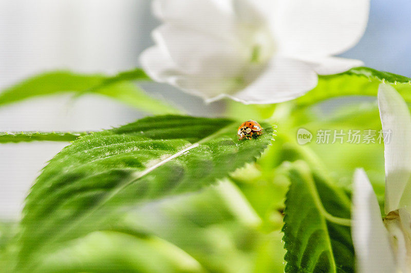 花上昆虫特写镜头