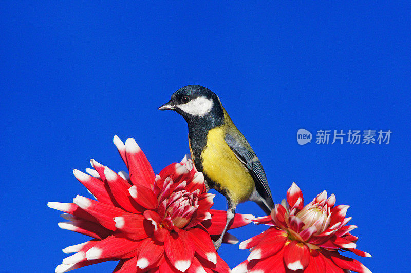 大丽花上的大山雀