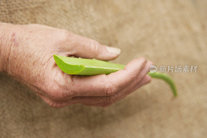 芦荟叶