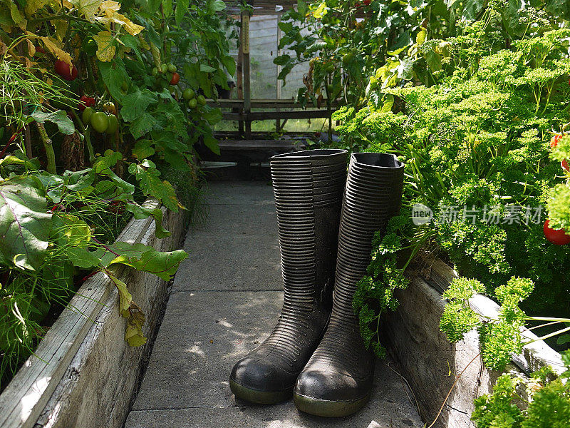 雨靴在温室里准备园艺