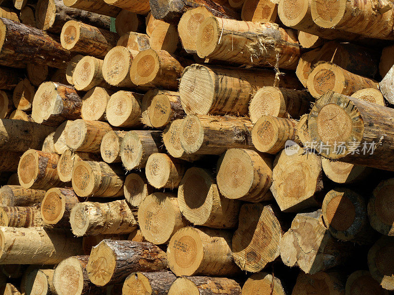 木材工业的树干