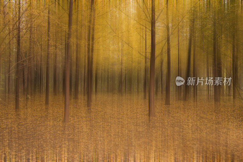 秋天,叶子,背景,