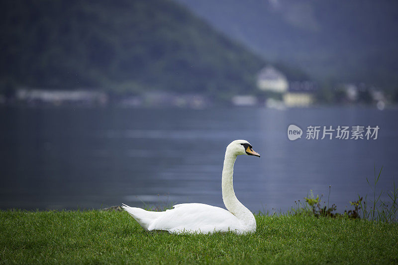 白天鹅坐在湖边