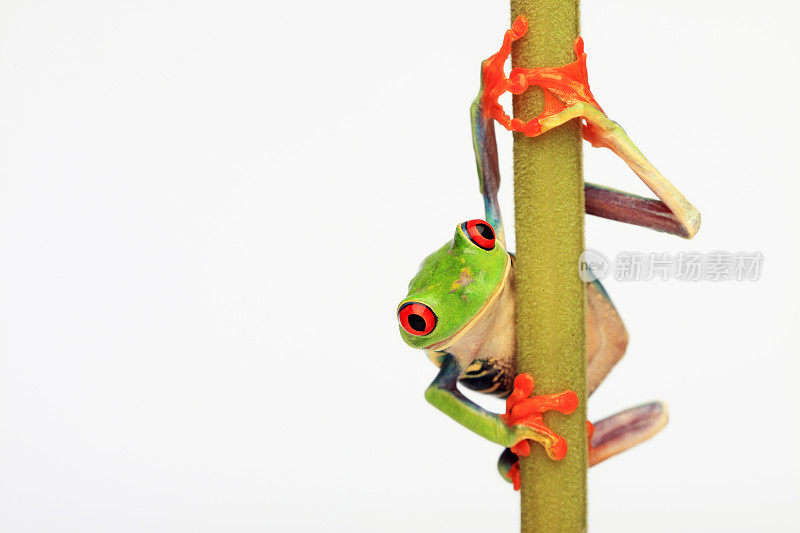 红眼的Treefrog