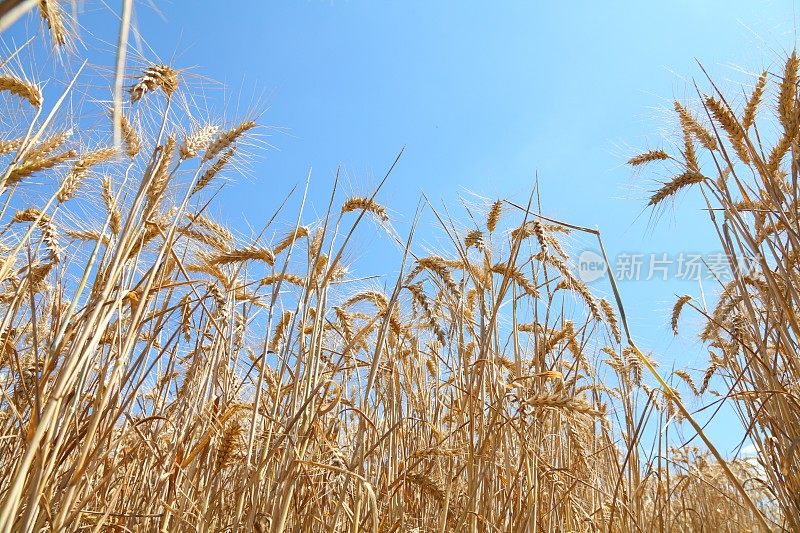 成熟的小麦、玉米、谷类植物和蓝天