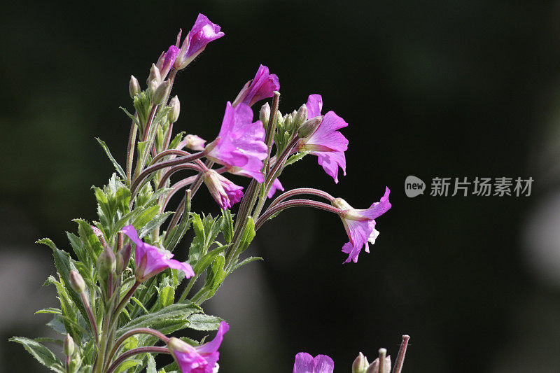 大柳树花陆缘近水边