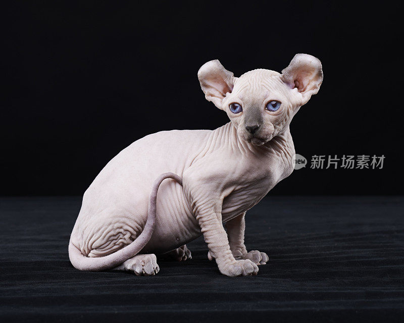 Sphynx猫