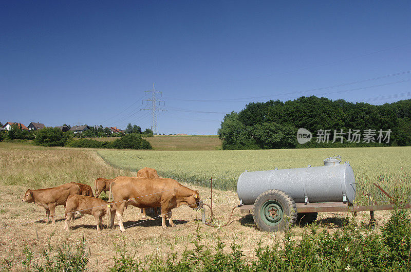 奶牛喝