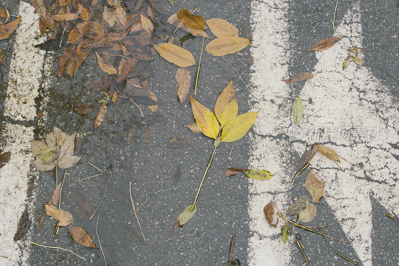 秋天潮湿的街道上满是枯叶。直接上图。