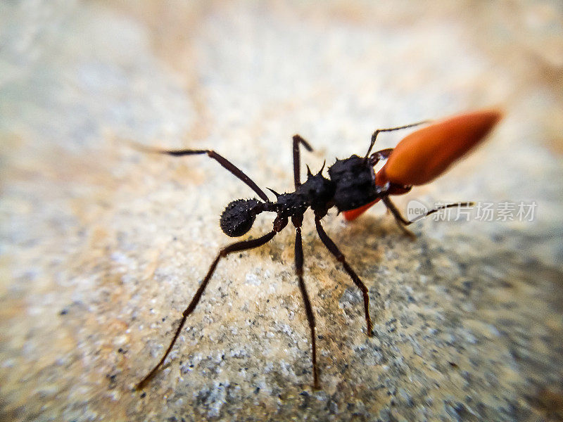 黑蚂蚁在岩石地上搬运花瓣