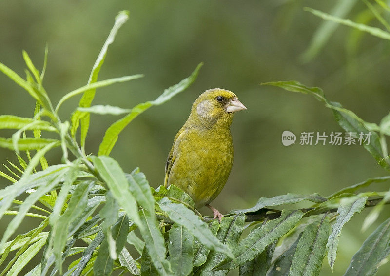 “小金翅”(Carduelis版图)