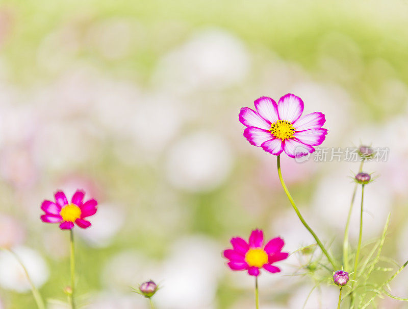 花园里的宇宙花