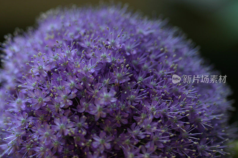 紫色巨大的Allium特写