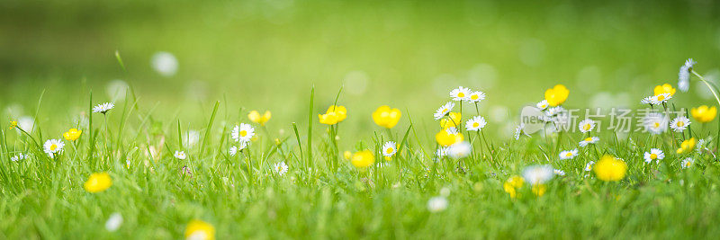 花在草地上