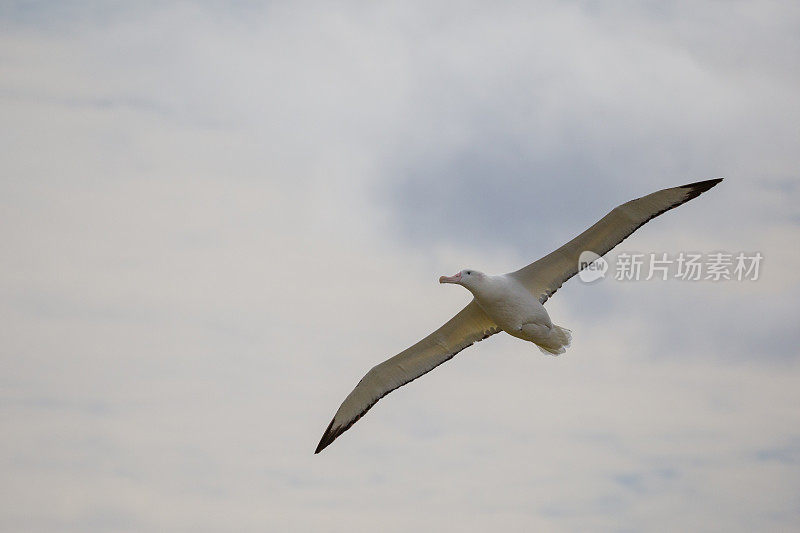 在南乔治亚的普里翁岛，一只巨大翼展的流浪信天翁