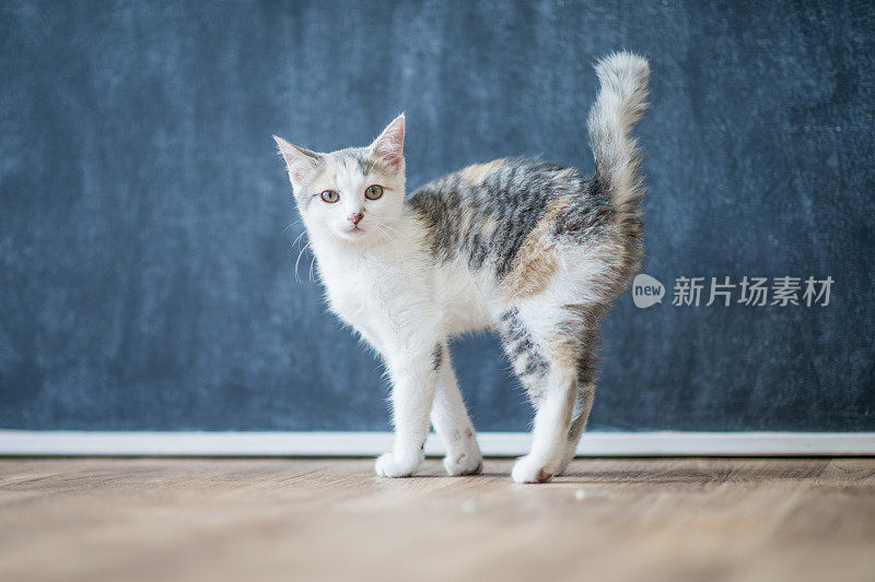 小猫走