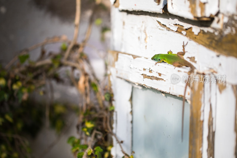 绿色的欧洲蜥蜴爬在木栅栏上