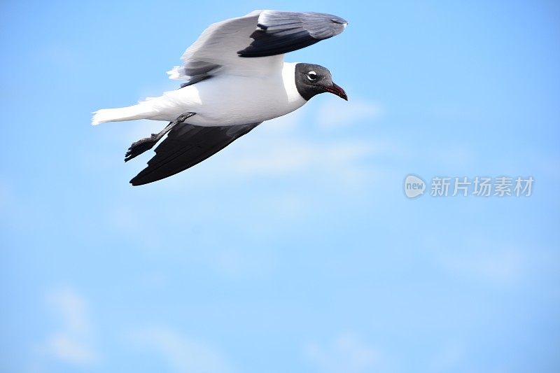 鸟从海上飞过