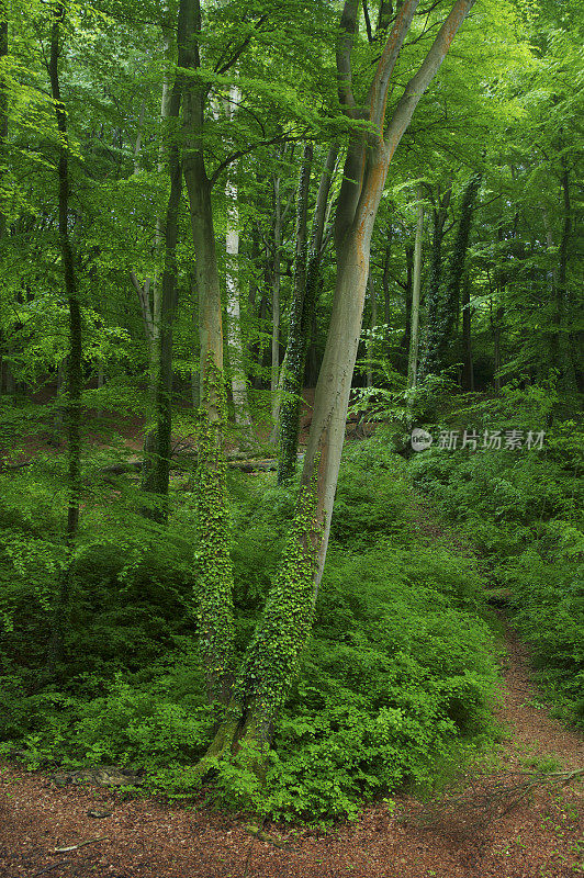 山毛榉森林道路