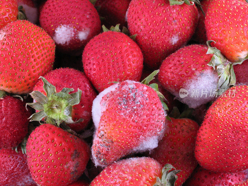 发霉的草莓在水果上发霉