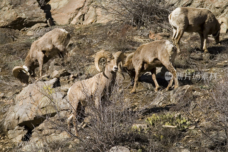 科罗拉多州沃特顿峡谷的一群大角羊