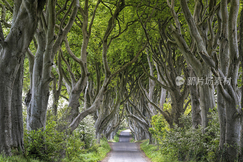 北爱尔兰的大山毛榉树(深色树篱)