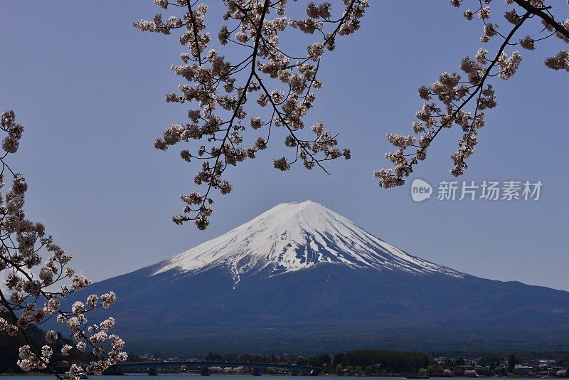 富士山和川口湖的樱花