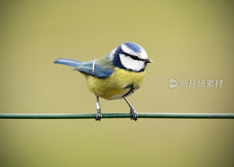 蓝山雀(青翠鸟)