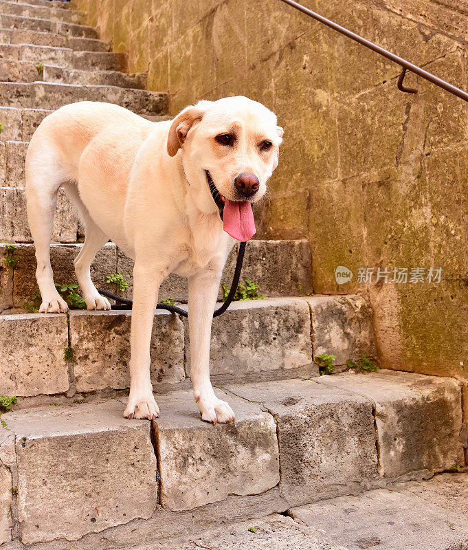 圣吉米尼亚诺的拉布拉多寻回犬