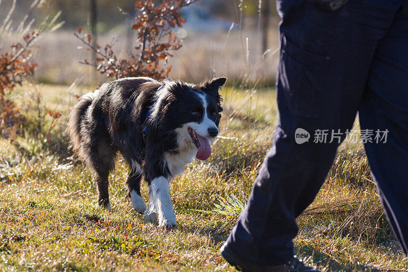 一只狗在橡树种植园附近嗅着，那里有一个卖黑松露的农民