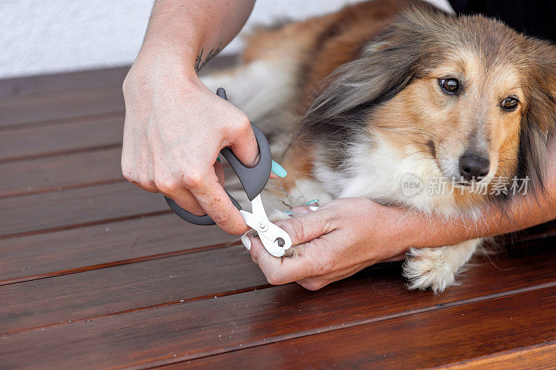 切设得兰牧羊犬的爪子