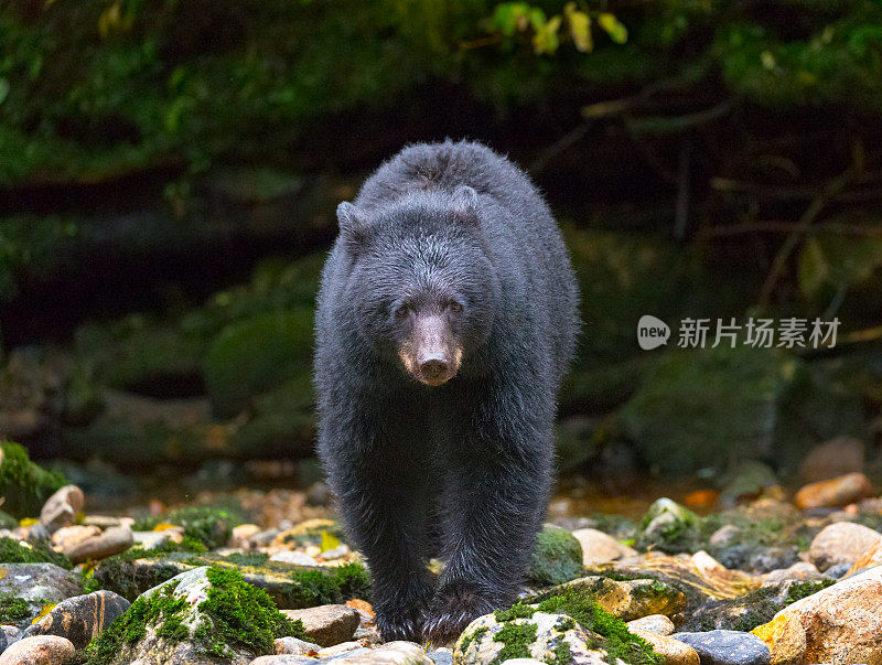 加拿大大熊雨林溪流旁的黑熊