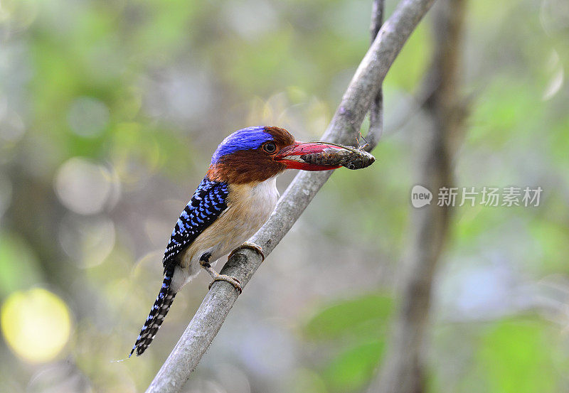 带条纹的翠鸟，美丽的蓝色鸟，棕色的脸和红色的嘴，正在为他的雏鸟吃最喜欢的蝉猎物，异国情调的动物
