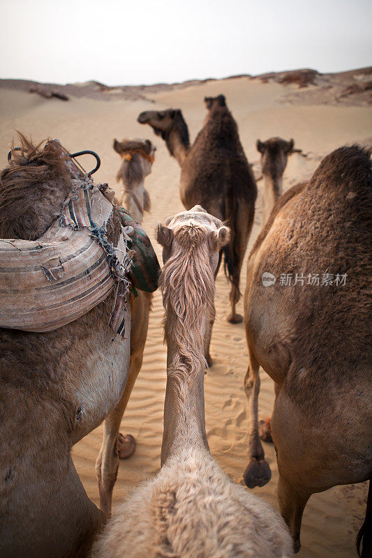 穿越沙漠的骆驼