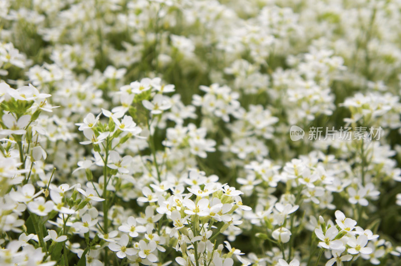 漂亮的白花在花园里盛开
