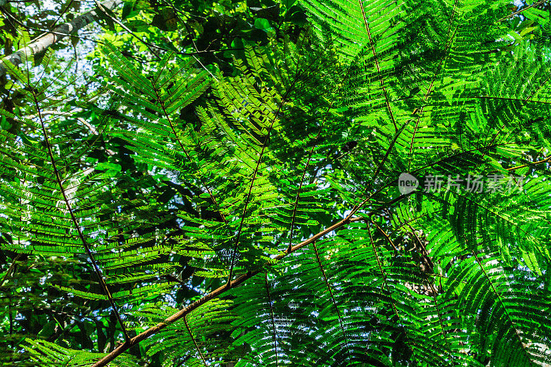 巴西的亚马逊雨林