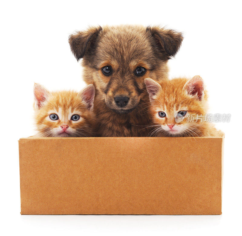 小狗和两只小猫在盒子里。
