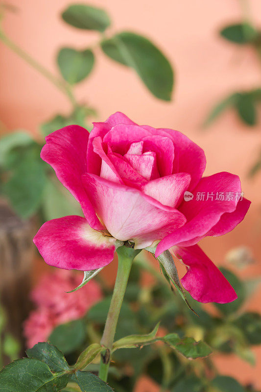 粉色玫瑰作为甜蜜浪漫的情人节背景