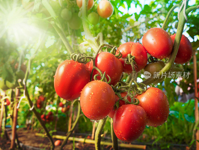 番茄水果与水滴和阳光