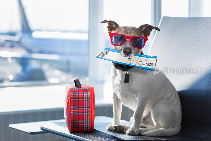 狗在机场候机楼度假
