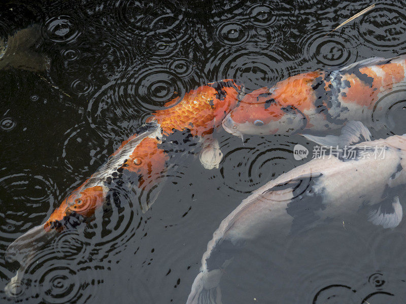 锦鲤游泳特写雨在池塘波特兰日本花园俄勒冈州