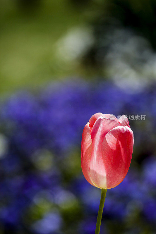 花园中粉红色郁金香的花坛特写